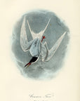 Audubon Common Tern Pl. 433 - Birds Of America Royal Octavo 1st Edition Antique Print
