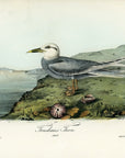 Audubon Trudeau's Tern Pl. 435 - Birds Of America Royal Octavo 1st Edition Antique Print