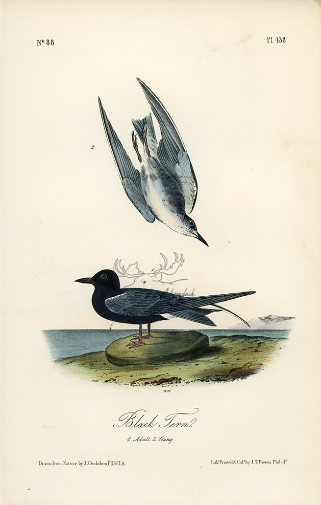 Audubon Black Tern Pl. 438 - Birds Of America Royal Octavo 1st Edition Antique Print