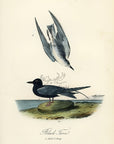 Audubon Black Tern Pl. 438 - Birds Of America Royal Octavo 1st Edition Antique Print