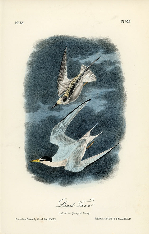 Audubon Least Tern Pl. 439 - Birds Of America Royal Octavo 1st Edition Antique Print