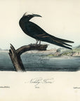 Audubon Noddy Tern Pl. 440 - Birds Of America Royal Octavo 1st Edition Antique Print