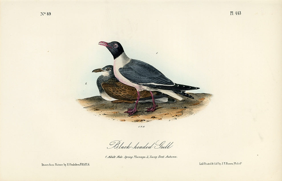 Audubon Black-headed Gull Pl. 443 - Birds Of America Royal Octavo 1st Edition Antique Print