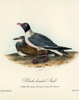 Audubon Black-headed Gull Pl. 443 - Birds Of America Royal Octavo 1st Edition Antique Print