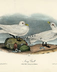 Audubon Ivory Gull Pl. 445 - Birds Of America Royal Octavo 1st Edition Antique Print