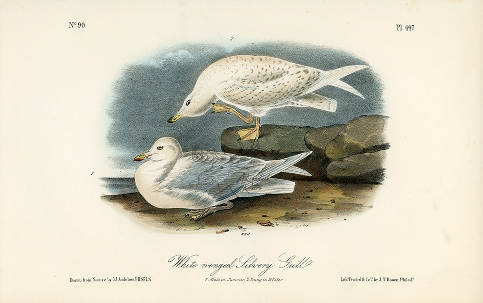 Audubon White-winged Silvery Gull Pl. 447 - Birds Of America Royal Octavo 1st Edition Antique Print