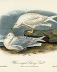Audubon White-winged Silvery Gull Pl. 447 - Birds Of America Royal Octavo 1st Edition Antique Print