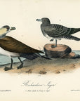 Audubon Richardson Jager Pl. 452 - Birds Of America Royal Octavo 1st Edition Antique Print