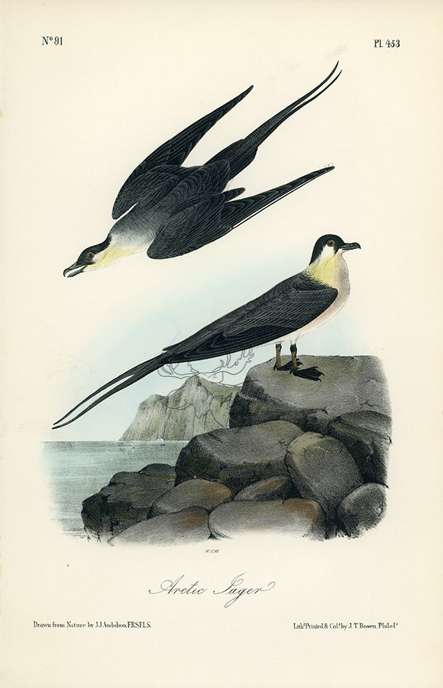 Audubon Arctic Jager Pl. 453 - Birds Of America Royal Octavo 1st Edition Antique Print