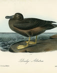 Audubon Dusky Albatross Pl. 454 - Birds Of America Royal Octavo 1st Edition Antique Print