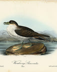 Audubon Wandering Shearwater Pl. 456 - Birds Of America Royal Octavo 1st Edition Antique Print