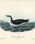 Audubon Manks Shearwater Pl. 457 - Birds Of America Royal Octavo 1st Edition Antique Print