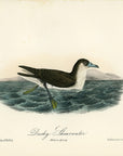 Audubon Dusky Shearwater Pl. 458 - Birds Of America Royal Octavo 1st Edition Antique Print