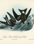 Audubon Leach's Petrel - Forked-tailed Petrel Pl. 459 - Birds Of America Royal Octavo 1st Edition Antique Print
