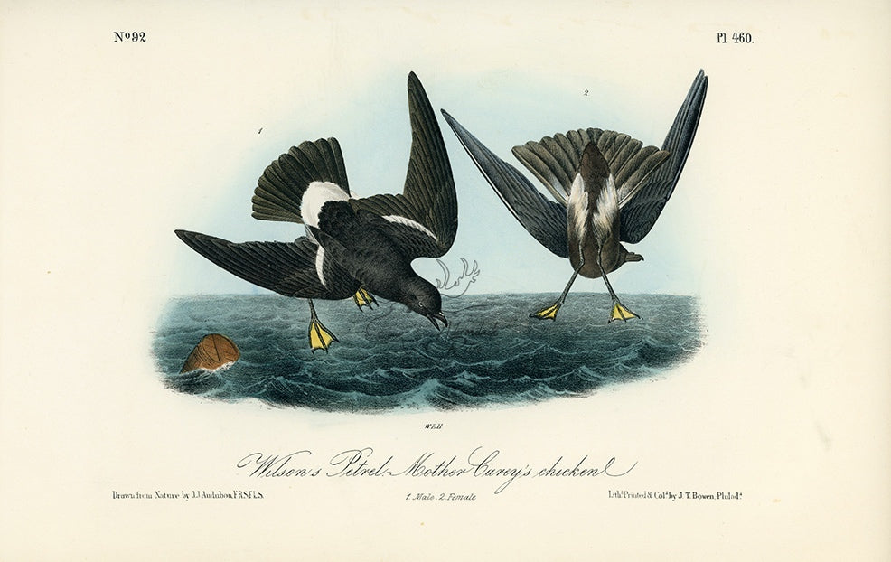 Audubon Wilson&#39;s Petrel - Mother Carey&#39;s chicken Pl. 460 - Birds Of America Royal Octavo 1st Edition Antique Print
