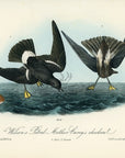 Audubon Wilson's Petrel - Mother Carey's chicken Pl. 460 - Birds Of America Royal Octavo 1st Edition Antique Print