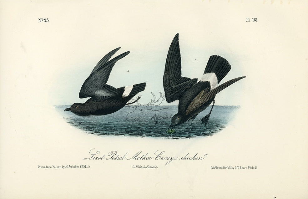 Audubon Least Petrel - Mother Carey&#39;s chicken Pl. 461 - Birds Of America Royal Octavo 1st Edition Antique Print
