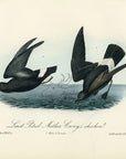 Audubon Least Petrel - Mother Carey's chicken Pl. 461 - Birds Of America Royal Octavo 1st Edition Antique Print