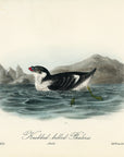 Audubon Knobbed-billed Phaleris Pl. 468 - Birds Of America Royal Octavo 1st Edition Antique Print