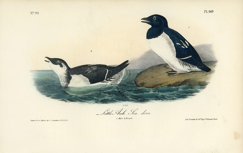 Audubon Little Auk - Sea Dove Pl. 469 - Birds Of America Royal Octavo 1st Edition Antique Print