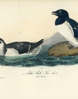 Audubon Little Auk - Sea Dove Pl. 469 - Birds Of America Royal Octavo 1st Edition Antique Print