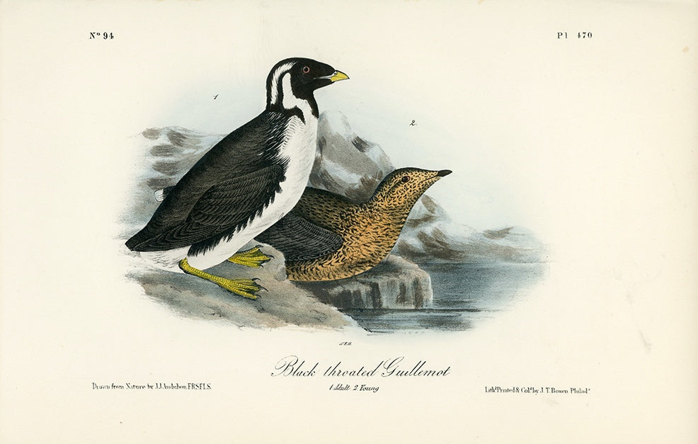 Audubon Black-throated Guillemot Pl. 470 - Birds Of America Royal Octavo 1st Edition Antique Print