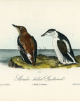 Audubon Slender-billed Guillemot Pl. 475 - Birds Of America Royal Octavo 1st Edition Antique Print
