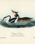 Audubon Crested Grebe Pl. 479 - Birds Of America Royal Octavo 1st Edition Antique Print