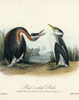 Audubon Red-necked Grebe Pl. 480 - Birds Of America Royal Octavo 1st Edition Antique Print