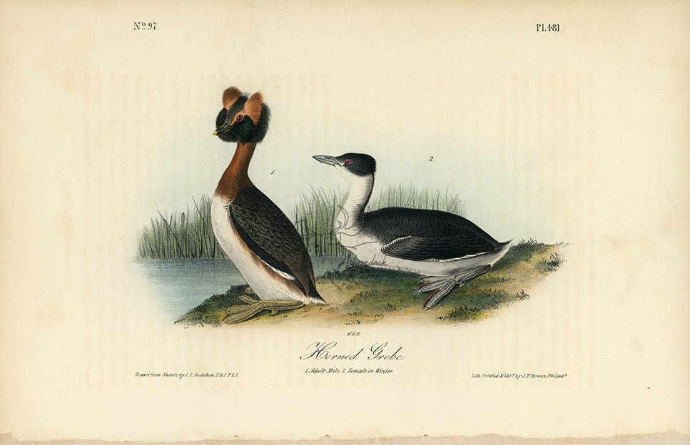Audubon Horned Grebe Pl. 481 - Birds Of America Royal Octavo 1st Edition Antique Print