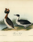 Audubon Horned Grebe Pl. 481 - Birds Of America Royal Octavo 1st Edition Antique Print