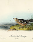 Audubon Smith's Lark Bunting Pl. 487 - Birds Of America Royal Octavo 1st Edition Antique Print