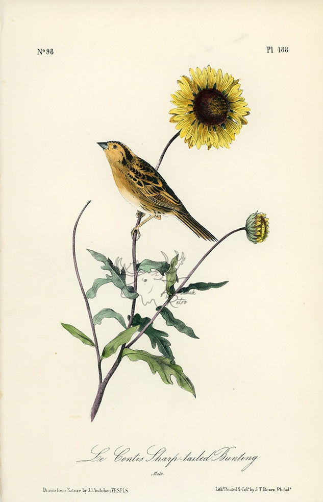 Audubon Le Contis Sharp-tailed Bunting Pl. 488 - Birds Of America Royal Octavo 1st Edition Antique Print