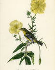 Audubon Yellow-bellied Flycatcher Pl. 490 - Birds Of America Royal Octavo 1st Edition Antique Print