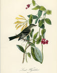 Audubon Least Flycatcher Pl. 491 - Birds Of America Royal Octavo 1st Edition Antique Print
