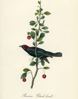 Audubon Brewers Black-bird Pl. 492 - Birds Of America Royal Octavo 1st Edition Antique Print
