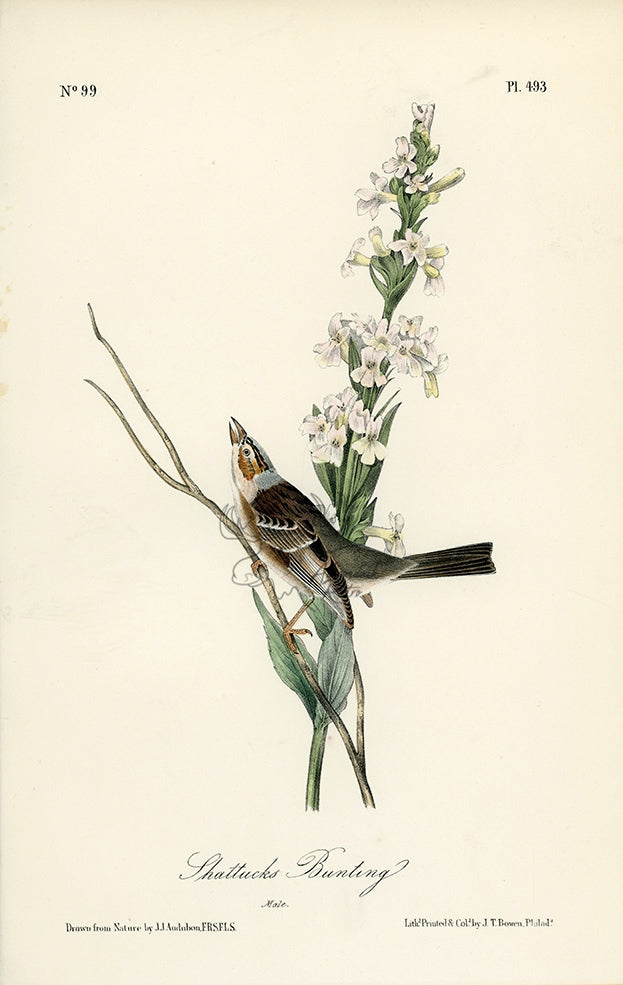 Audubon Shattuck&#39;s Bunting Plate 493 - Birds Of America Royal Octavo 1st Edition Antique Print