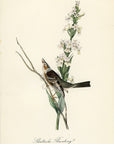 Audubon Shattuck's Bunting Plate 493 - Birds Of America Royal Octavo 1st Edition Antique Print