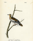 Audubon The Texan Turtle Dove Plate 496 - Birds Of America Royal Octavo 1st Edition Antique Print