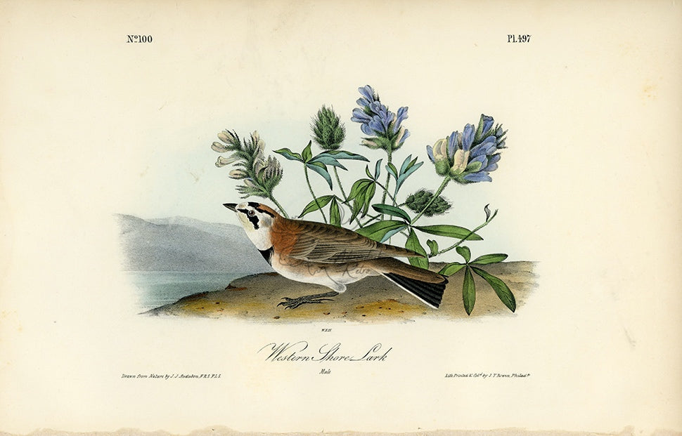 Audubon Western Shore Lark Plate 497 - Birds Of America Royal Octavo 1st Edition Antique Print
