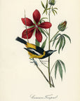 Audubon Common Troupial Pl. 499 - Birds Of America Royal Octavo 1st Edition Antique Print