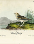 Audubon Baird's Bunting Pl. 500 - Birds Of America Royal Octavo 1st Edition Antique Print