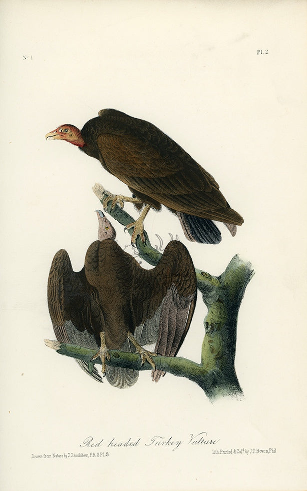 Audubon Red-Headed Turkey Vulture PL. 2 - Audubon Birds Of America Royal Octavo 1st Edition Antique Print