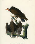 Audubon Red-Headed Turkey Vulture PL. 2 - Audubon Birds Of America Royal Octavo 1st Edition Antique Print