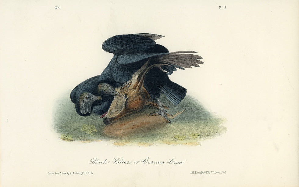 Audubon Black Vulture or Carrion Crow Pl. 3 - Birds Of America Royal Octavo 1st Edition Antique Print