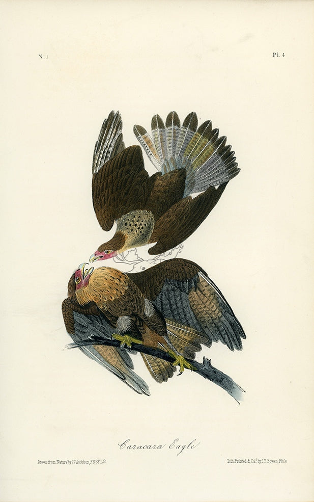 Audubon Caracara Eagle Pl. 4 - Audubon Birds Of America Royal Octavo 1st Edition Antique Print