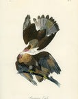 Audubon Caracara Eagle Pl. 4 - Audubon Birds Of America Royal Octavo 1st Edition Antique Print
