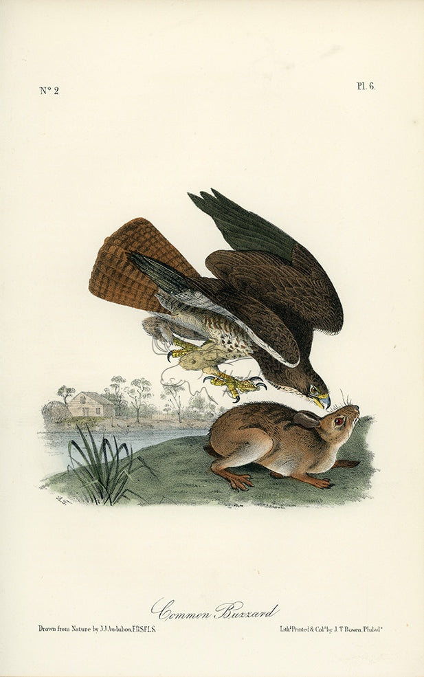 Audubon Common Buzzard Pl. 6 - Audubon Birds Of America Royal Octavo 1st Edition Antique Print
