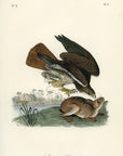 Audubon Common Buzzard Pl. 6 - Audubon Birds Of America Royal Octavo 1st Edition Antique Print