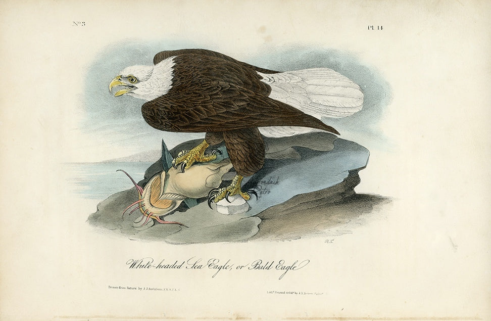 Audubon White-Headed Sea Eagle or Bald Eagle Pl. 14 - Birds Of America Royal Octavo 1st Edition Antique Print